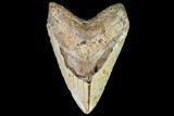 Huge, Fossil Megalodon Tooth - North Carolina #108872-1